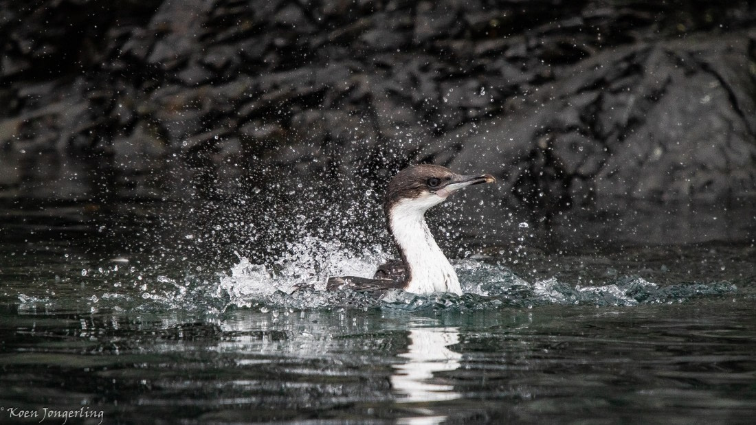 OTL28-25, Day 7, IMG_7011 © Koen Jongerling - Oceanwide Expeditions.jpg