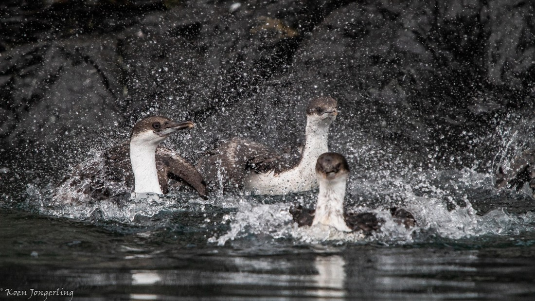 OTL28-25, Day 7, IMG_7013 © Koen Jongerling - Oceanwide Expeditions.jpg