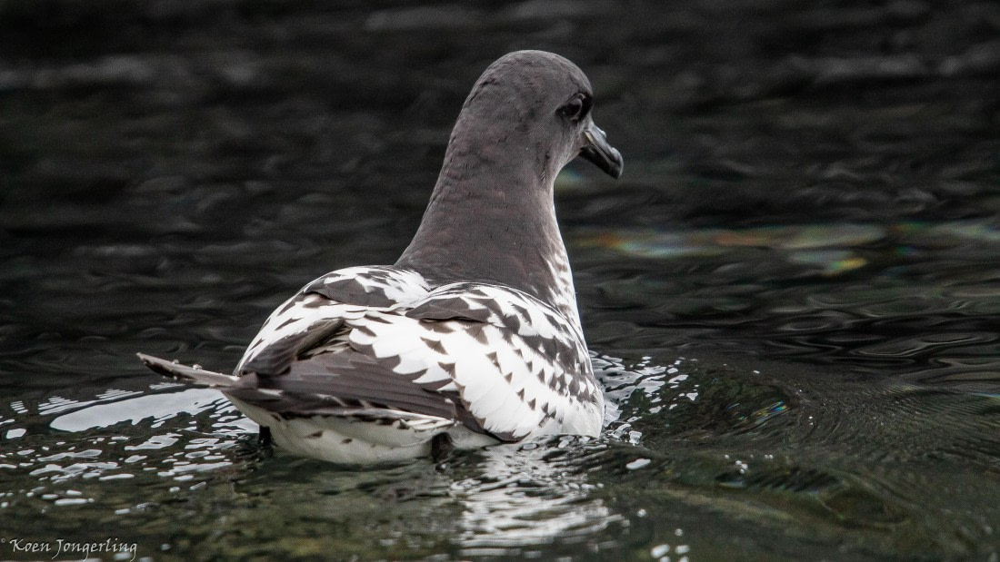 OTL28-25, Day 7, IMG_7021 © Koen Jongerling - Oceanwide Expeditions.jpg