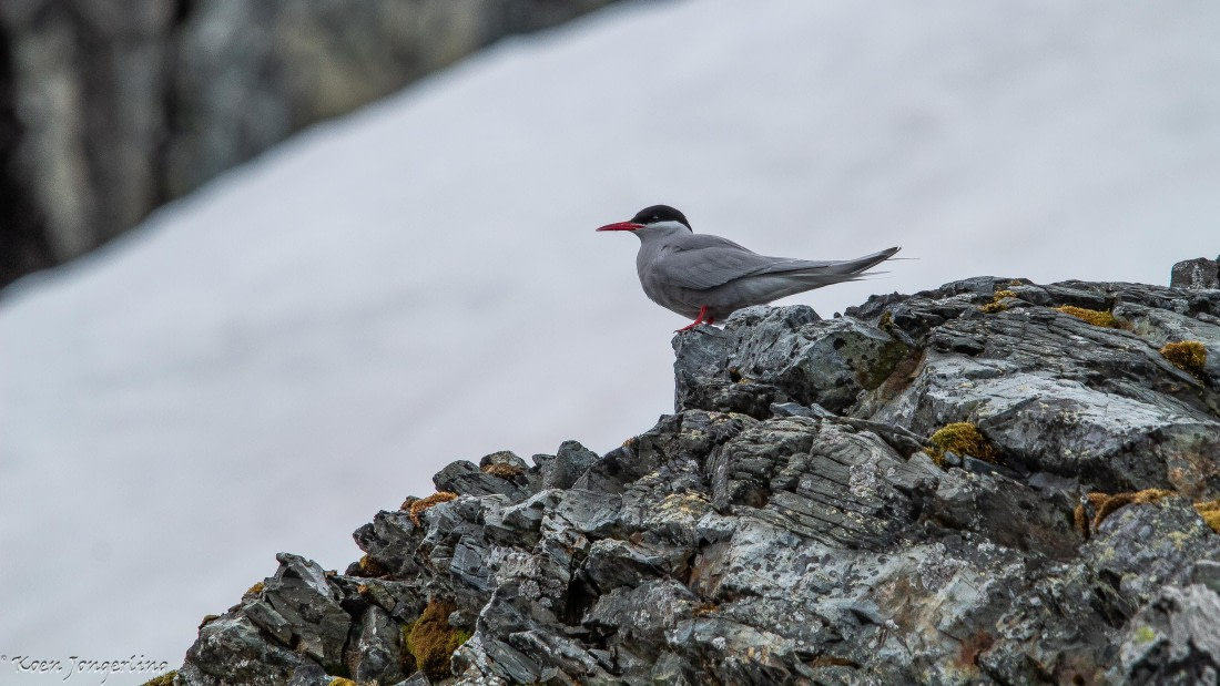 OTL28-25, Day 7, IMG_7033 © Koen Jongerling - Oceanwide Expeditions.jpg