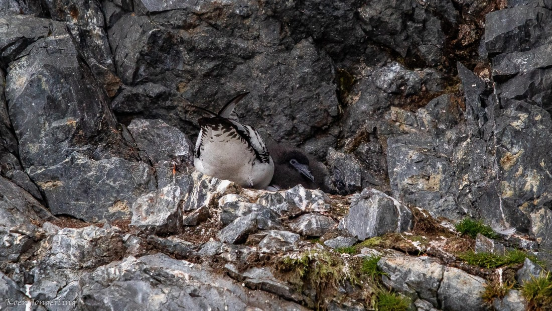 OTL28-25, Day 7, IMG_7040 © Koen Jongerling - Oceanwide Expeditions.jpg