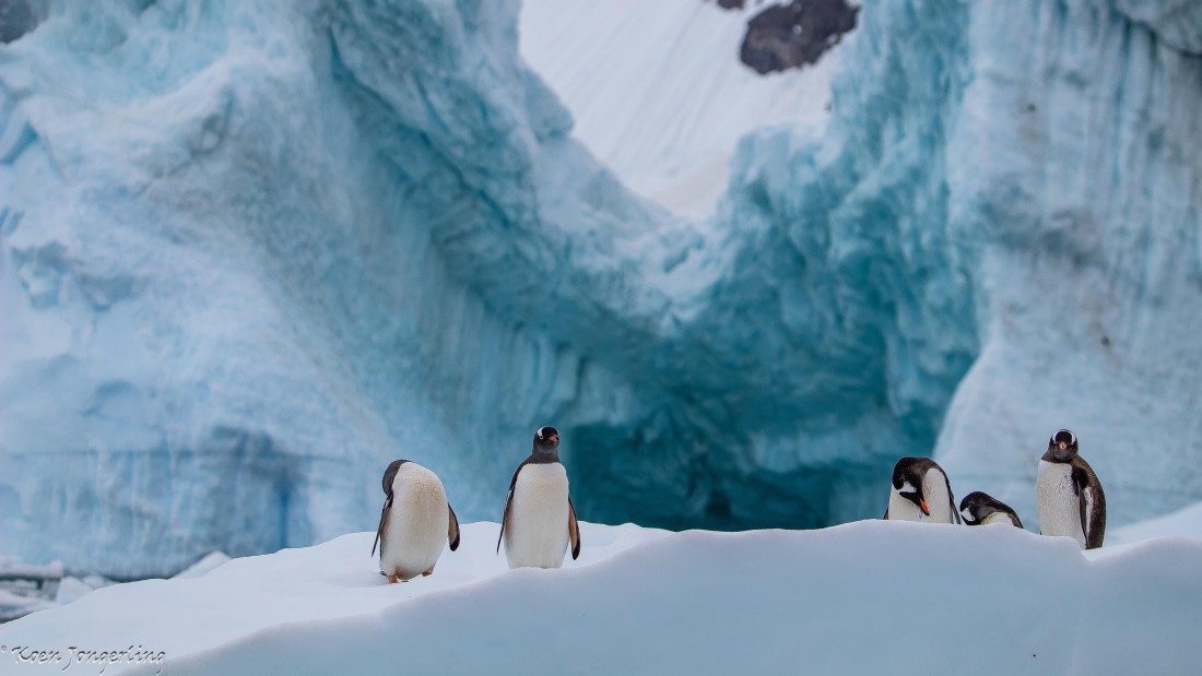 OTL28-25, Day 7, IMG_7072 © Koen Jongerling - Oceanwide Expeditions.jpg