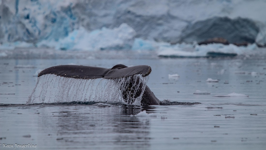 OTL28-25, Day 7, IMG_7081 © Koen Jongerling - Oceanwide Expeditions.jpg