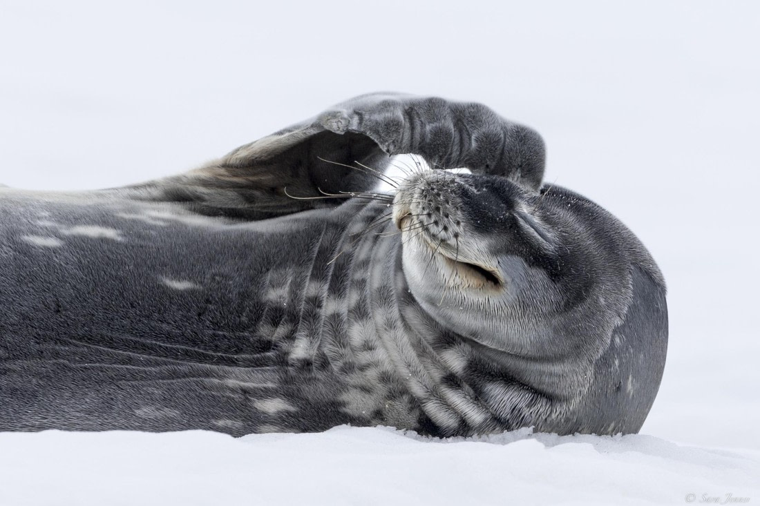 OTL28-25, Day 7, Weddell Seal 1 © Sara Jenner - Oceanwide Expeditions.jpg