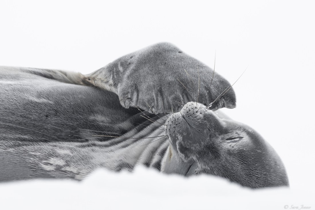 OTL28-25, Day 7, Weddell Seal 3 © Sara Jenner - Oceanwide Expeditions.jpg