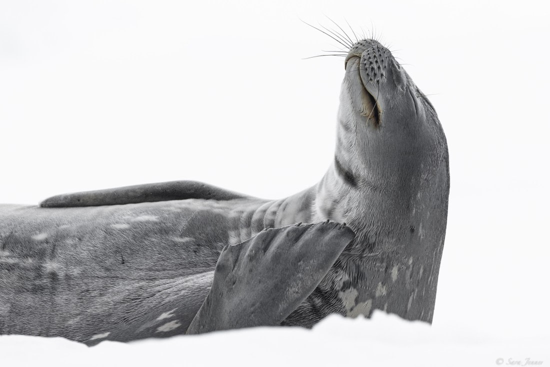 OTL28-25, Day 7, Weddell Seal 4 © Sara Jenner - Oceanwide Expeditions.jpg