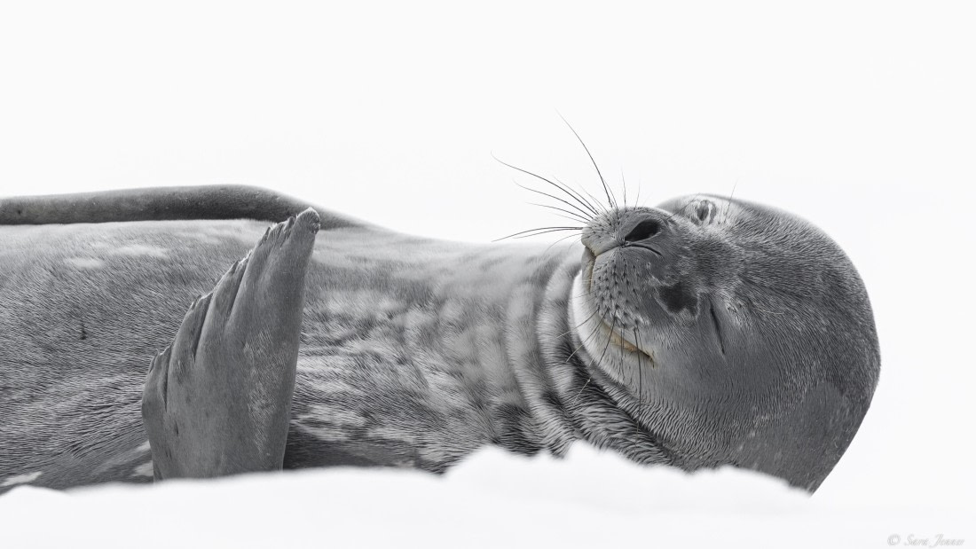 OTL28-25, Day 7, Weddell Seal 5 © Sara Jenner - Oceanwide Expeditions.jpg