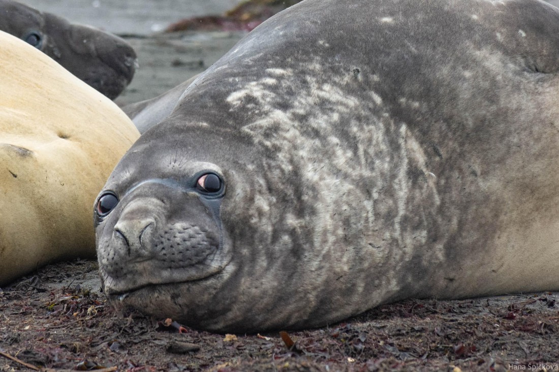 OTL28-25, Day 8, _DSC6165 © Hana Spickova - Oceanwide Expeditions.jpg