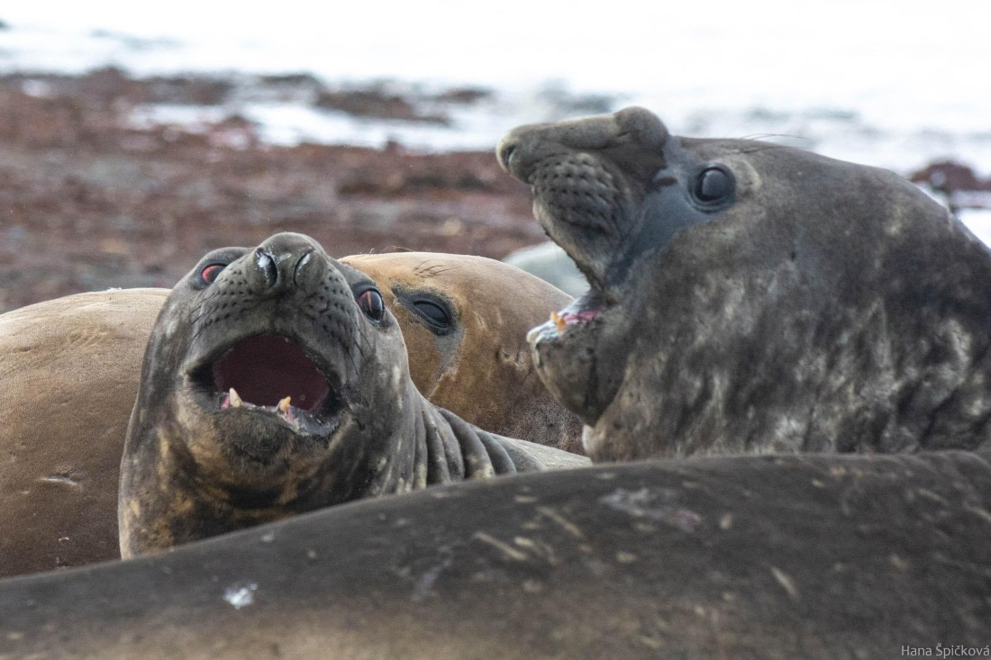 OTL28-25, Day 8, _DSC6173 © Hana Spickova - Oceanwide Expeditions.jpg