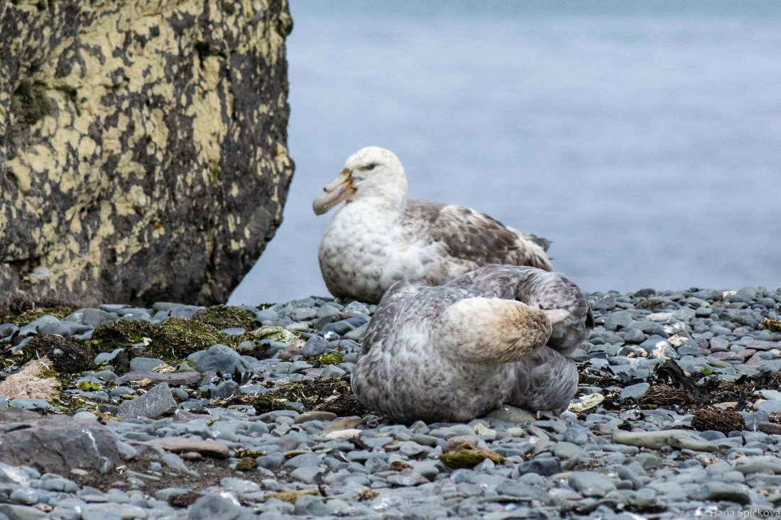 OTL28-25, Day 8, _DSC6177 © Hana Spickova - Oceanwide Expeditions.jpg