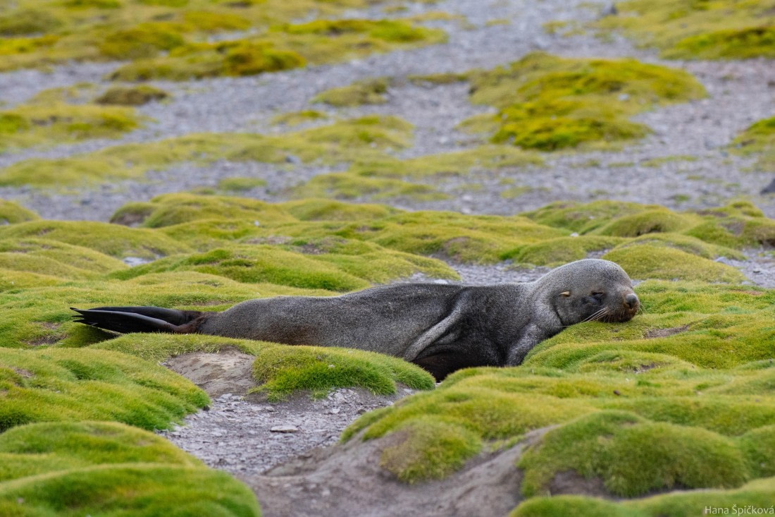 OTL28-25, Day 8, _DSC6183 © Hana Spickova - Oceanwide Expeditions.jpg