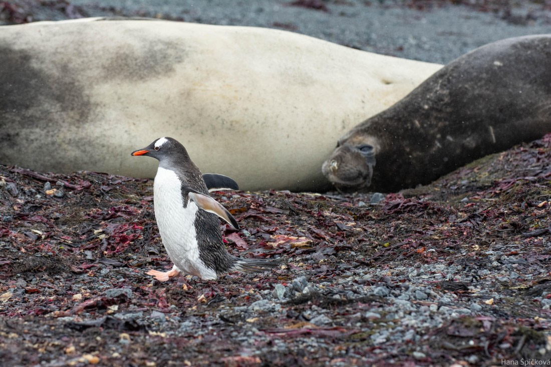 OTL28-25, Day 8, _DSC6198 © Hana Spickova - Oceanwide Expeditions.jpg