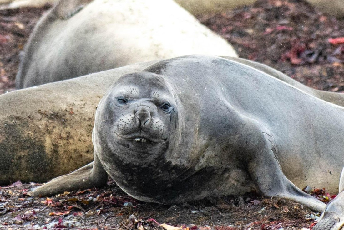 OTL28-25, Day 8, _DSC6217 © Hana Spickova - Oceanwide Expeditions.jpg