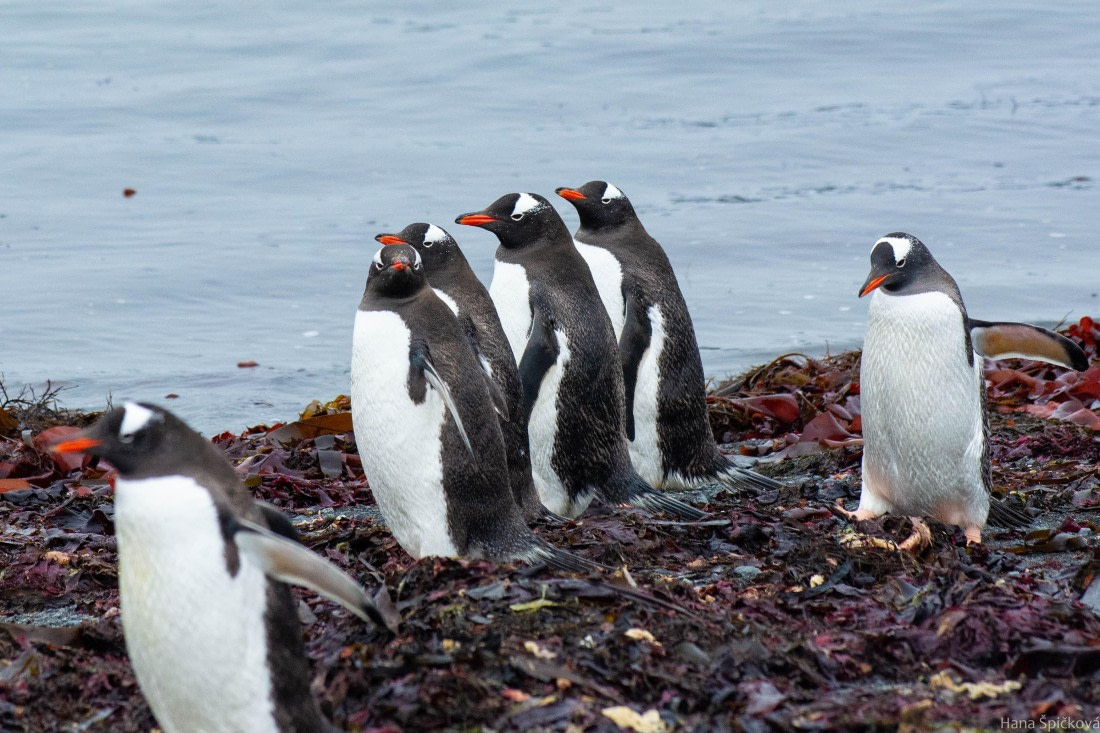 OTL28-25, Day 8, _DSC6214 © Hana Spickova - Oceanwide Expeditions.jpg