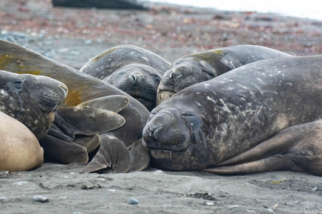 OTL28-25, Day 8, _DSC6237 © Hana Spickova - Oceanwide Expeditions.jpg