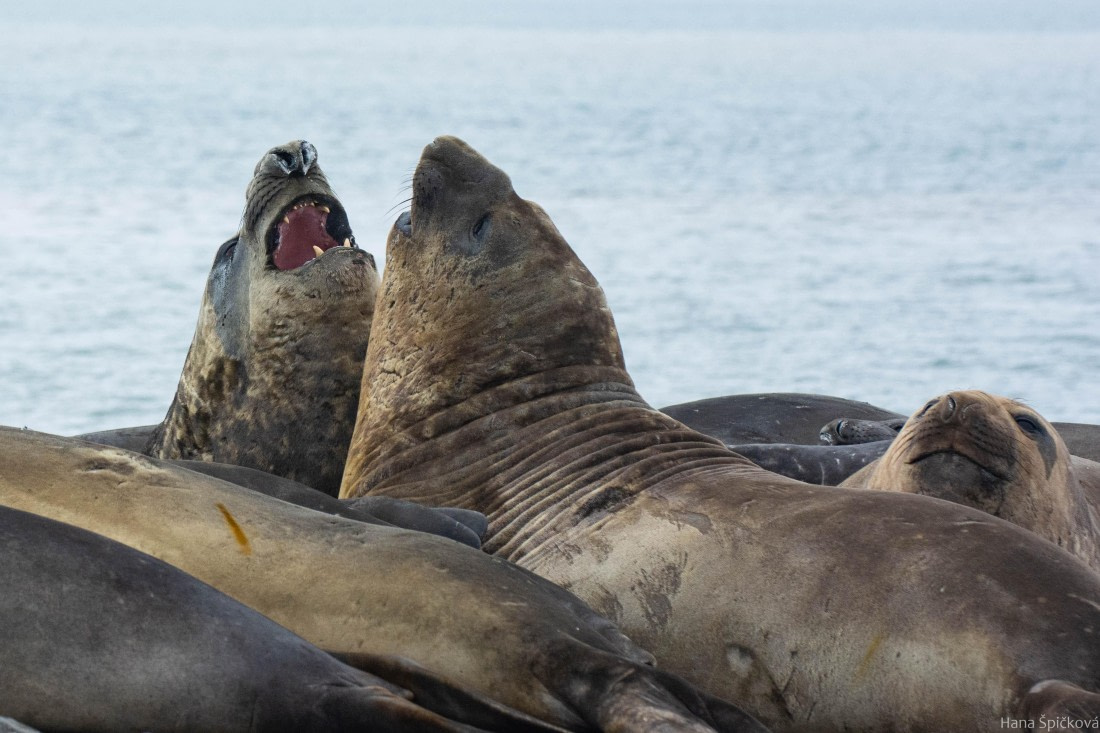 OTL28-25, Day 8, _DSC6277 © Hana Spickova - Oceanwide Expeditions.jpg