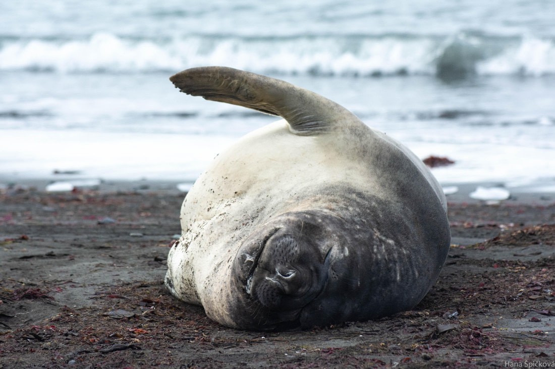 OTL28-25, Day 8, _DSC6282 © Hana Spickova - Oceanwide Expeditions.jpg