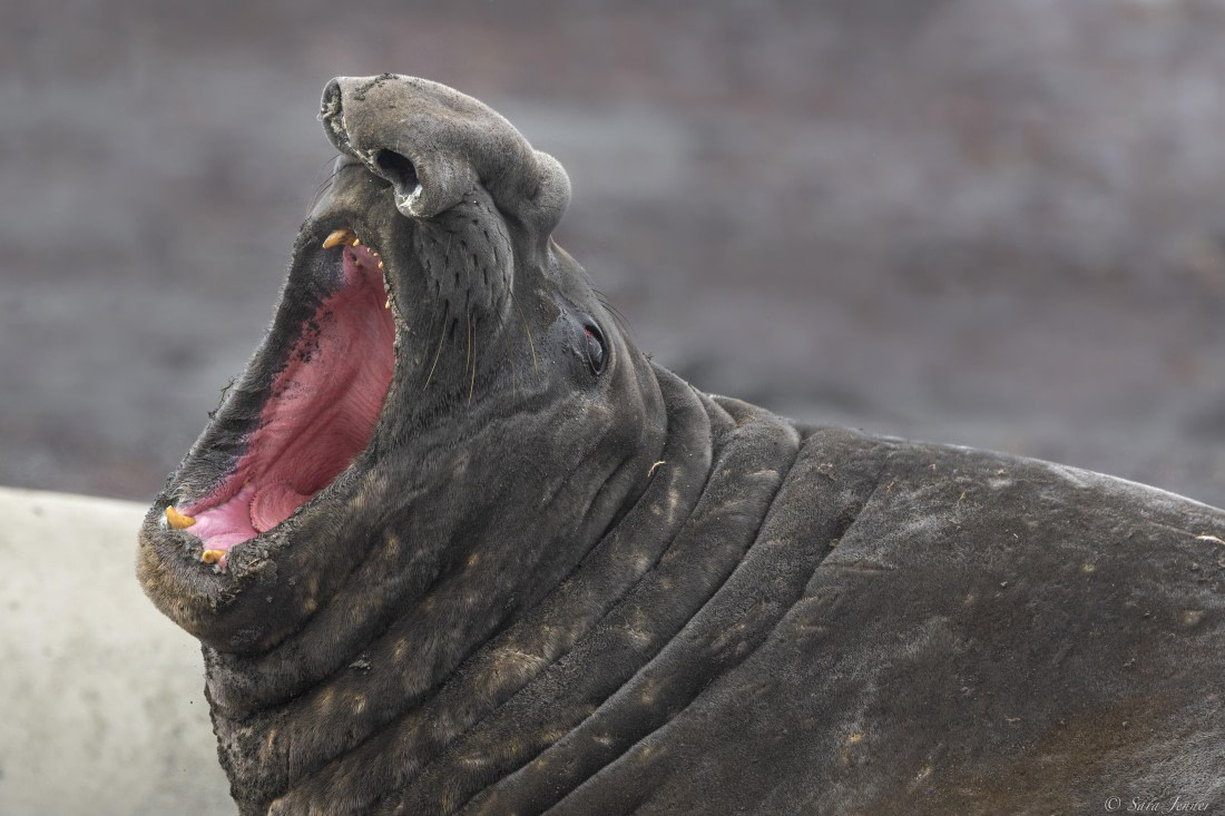 OTL28-25, Day 8, Elephant seal 1 © Sara Jenner - Oceanwide Expeditions.jpg