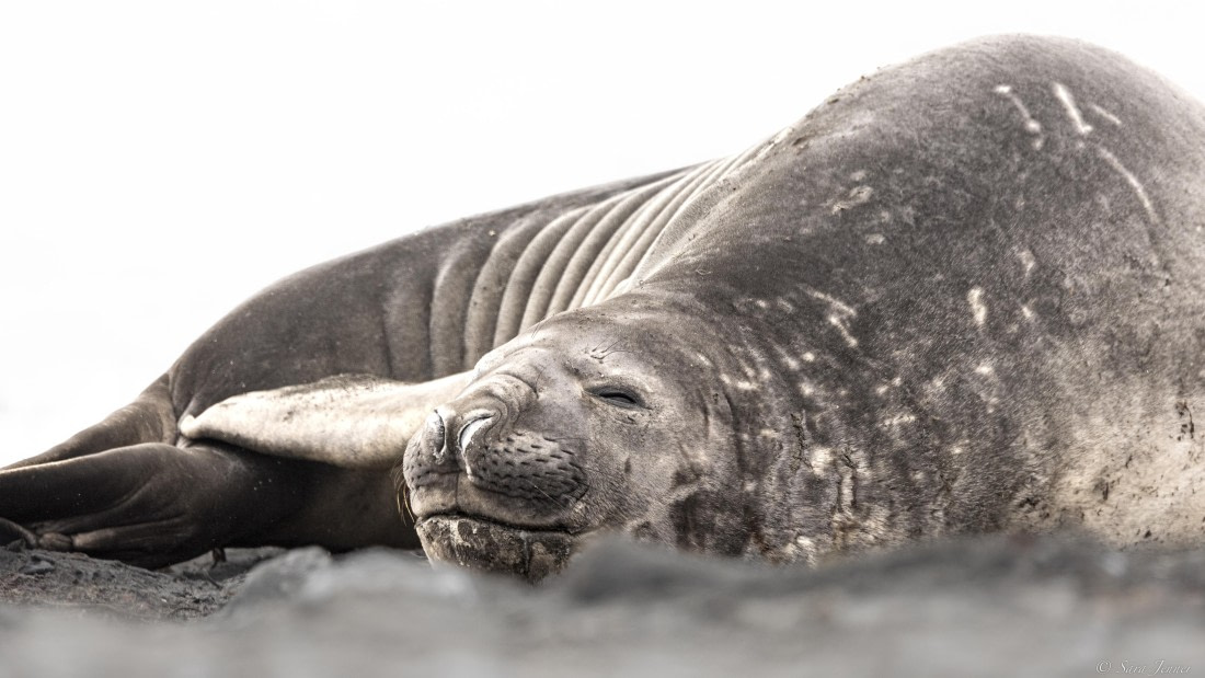 OTL28-25, Day 8, Elephant seal 2 © Sara Jenner - Oceanwide Expeditions.jpg