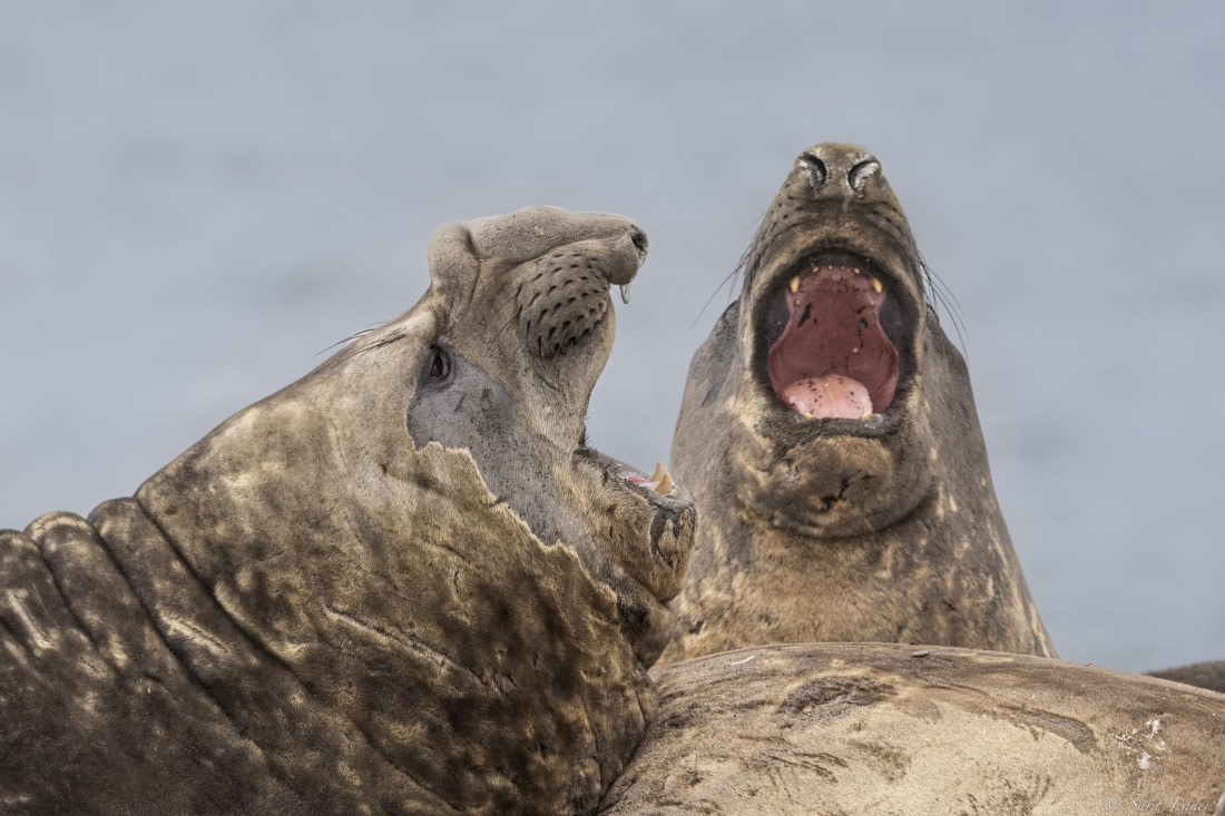 OTL28-25, Day 8, Elephant Seal 4 © Sara Jenner - Oceanwide Expeditions.jpg