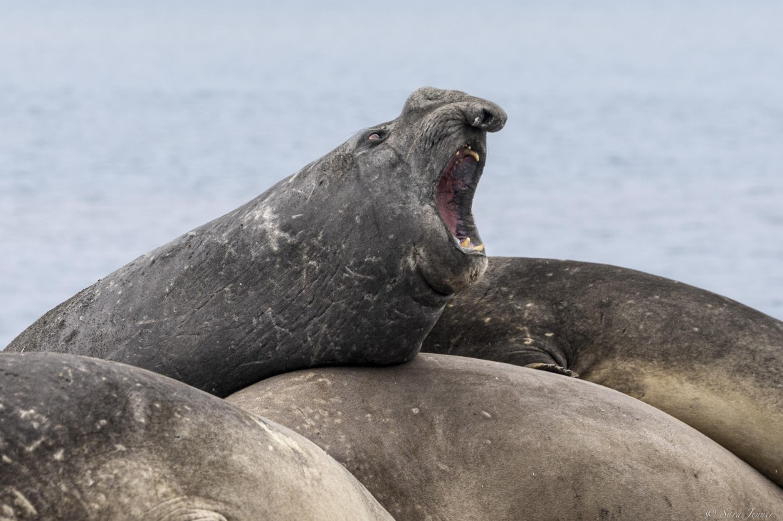 OTL28-25, Day 8, Elephant seal 6 © Sara Jenner - Oceanwide Expeditions.jpg