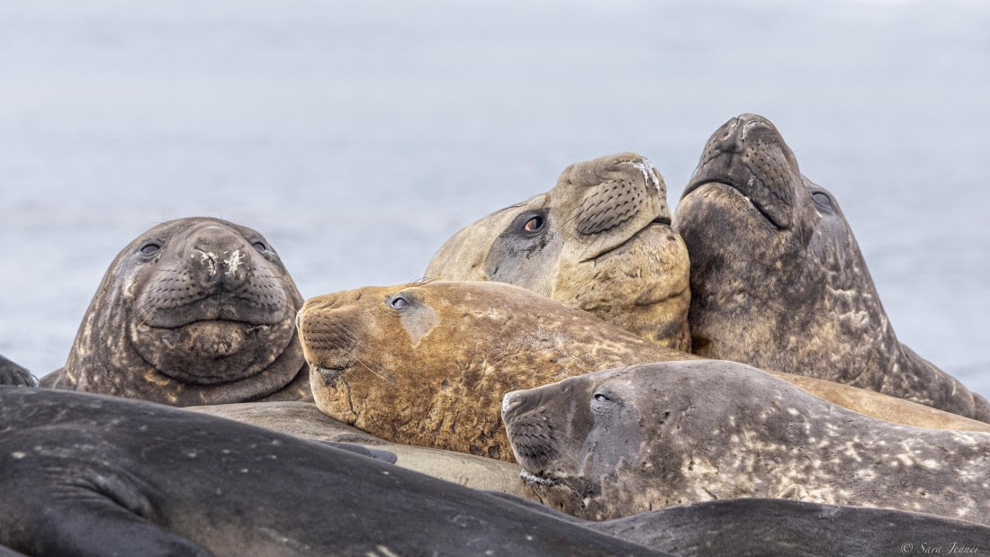 OTL28-25, Day 8, Elephant seal 8 © Sara Jenner - Oceanwide Expeditions.jpg