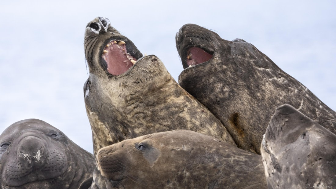 OTL28-25, Day 8, Elephant seal 9 © Sara Jenner - Oceanwide Expeditions.jpg
