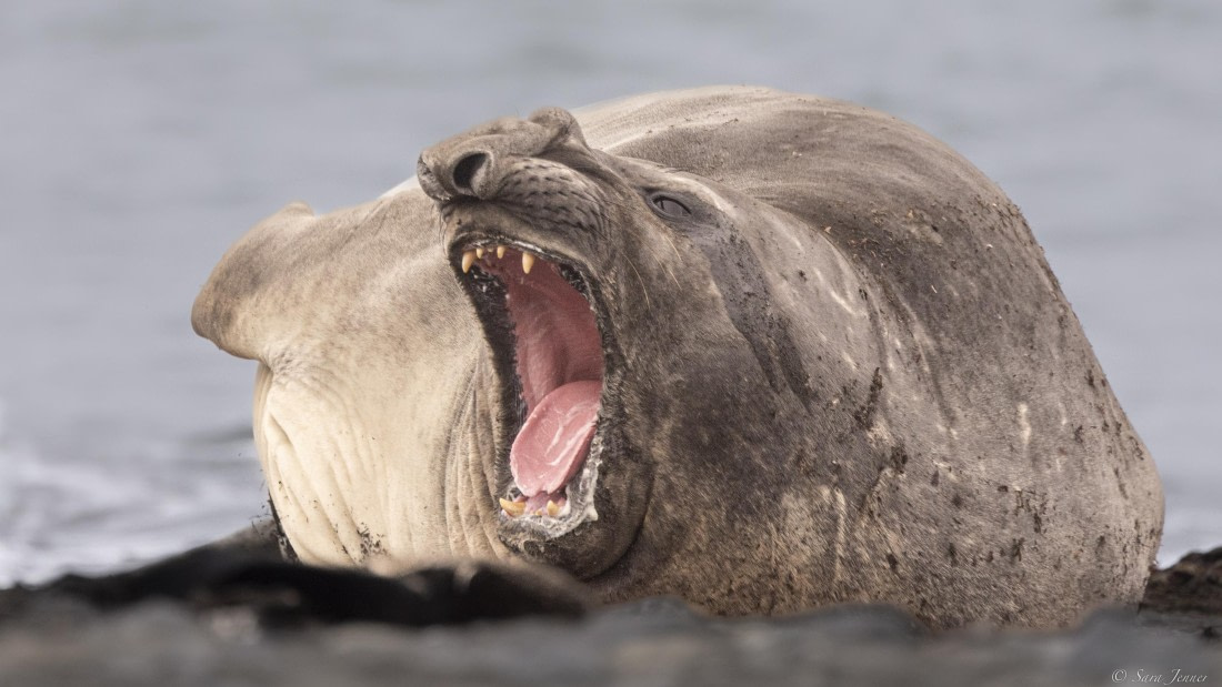 OTL28-25, Day 8, Elephant seal 10 © Sara Jenner - Oceanwide Expeditions.jpg