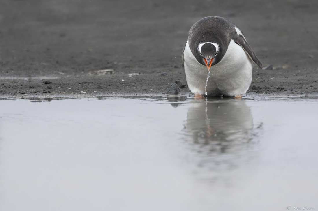 OTL28-25, Day 8, Gentoo drinking © Sara Jenner - Oceanwide Expeditions.jpg