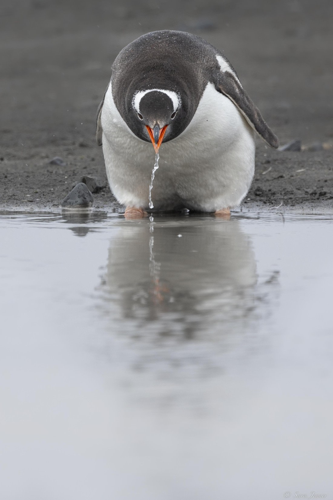 OTL28-25, Day 8, Gentoo drinking b © Sara Jenner - Oceanwide Expeditions.jpg