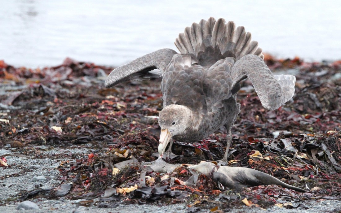OTL28-25, Day 8, IMG_2403 © Unknown photographer - Oceanwide Expeditions.JPG