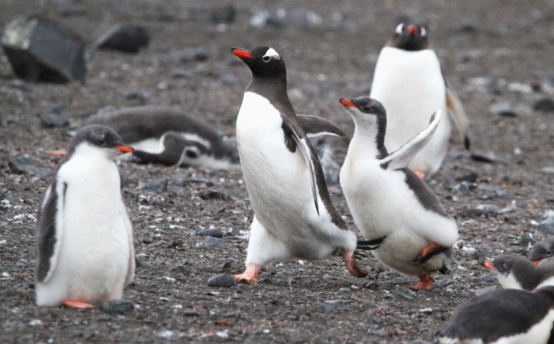 OTL28-25, Day 8, IMG_2458 © Unknown photographer - Oceanwide Expeditions.JPG