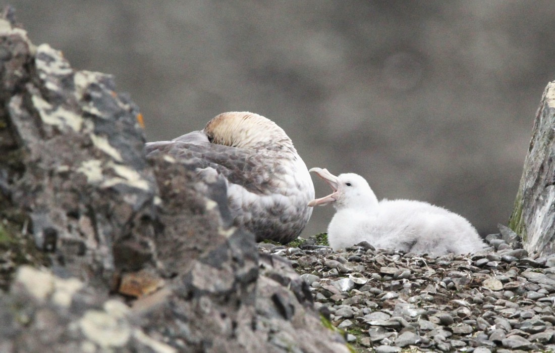 OTL28-25, Day 8, IMG_2579 © Unknown photographer - Oceanwide Expeditions.JPG