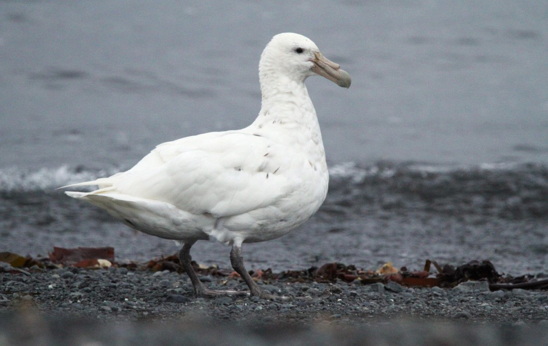 OTL28-25, Day 8, IMG_2619 © Unknown photographer - Oceanwide Expeditions.JPG