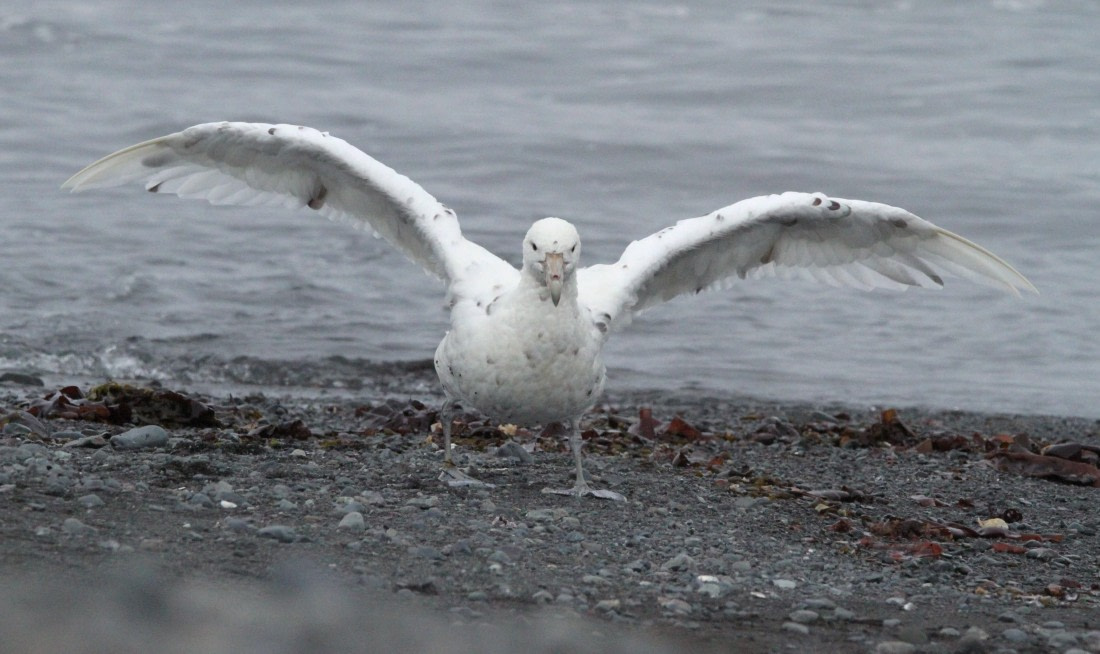 OTL28-25, Day 8, IMG_2664 © Unknown photographer - Oceanwide Expeditions.JPG