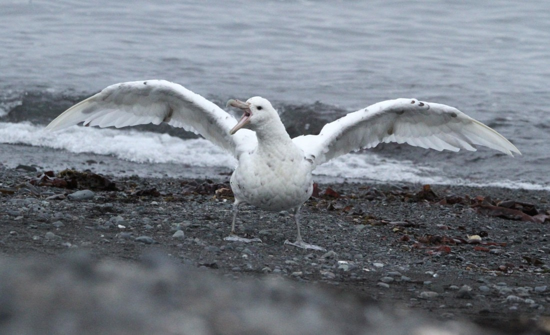 OTL28-25, Day 8, IMG_2675 © Unknown photographer - Oceanwide Expeditions.JPG