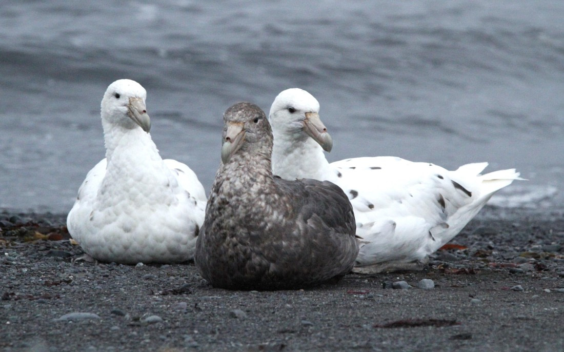 OTL28-25, Day 8, IMG_2694 © Unknown photographer - Oceanwide Expeditions.JPG