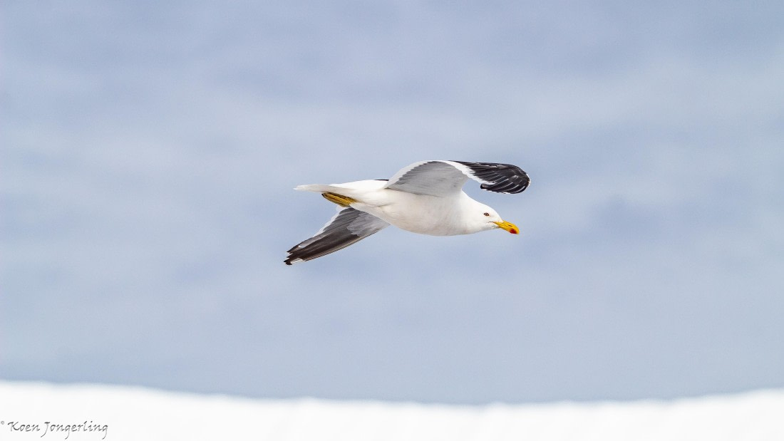 OTL28-25, Day 8, IMG_7185 © Koen Jongerling - Oceanwide Expeditions.jpg