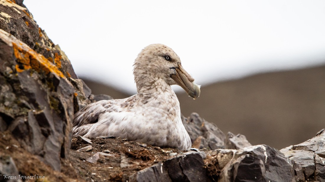 OTL28-25, Day 8, IMG_7190 © Koen Jongerling - Oceanwide Expeditions.jpg