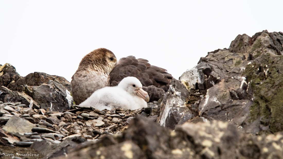 OTL28-25, Day 8, IMG_7195 © Koen Jongerling - Oceanwide Expeditions.jpg