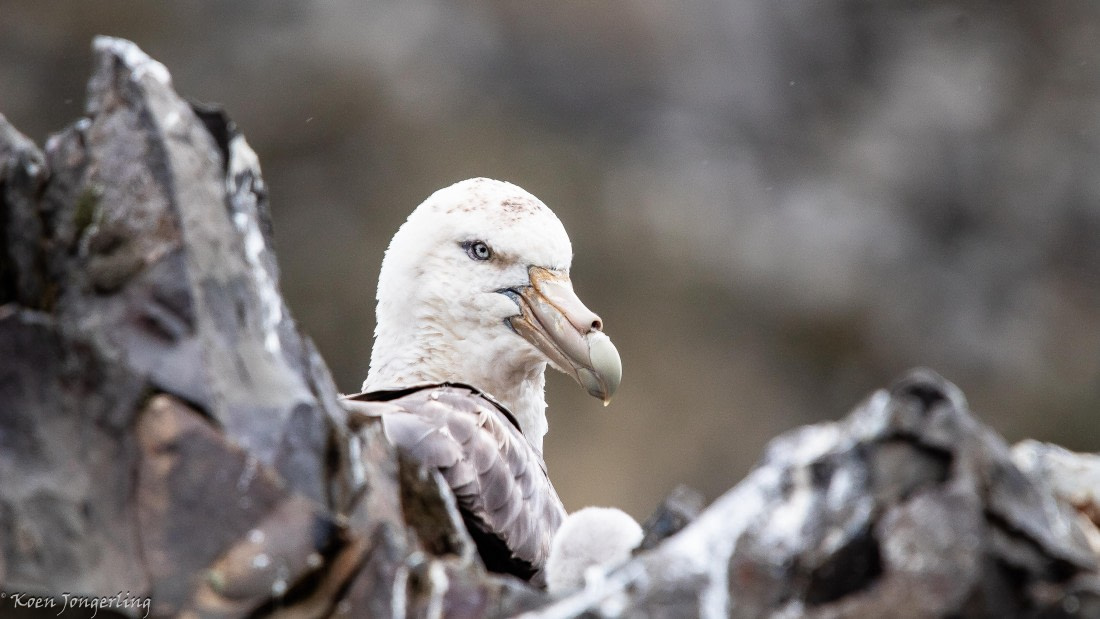 OTL28-25, Day 8, IMG_7200 © Koen Jongerling - Oceanwide Expeditions.jpg