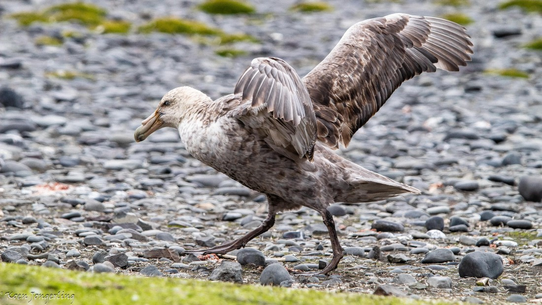 OTL28-25, Day 8, IMG_7205 © Koen Jongerling - Oceanwide Expeditions.jpg