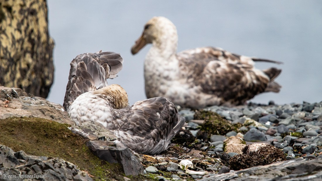 OTL28-25, Day 8, IMG_7210 © Koen Jongerling - Oceanwide Expeditions.jpg