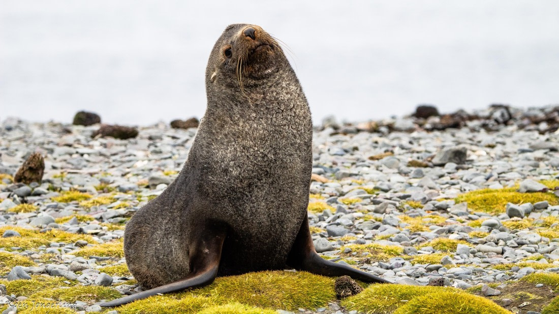 OTL28-25, Day 8, IMG_7211 © Koen Jongerling - Oceanwide Expeditions.jpg