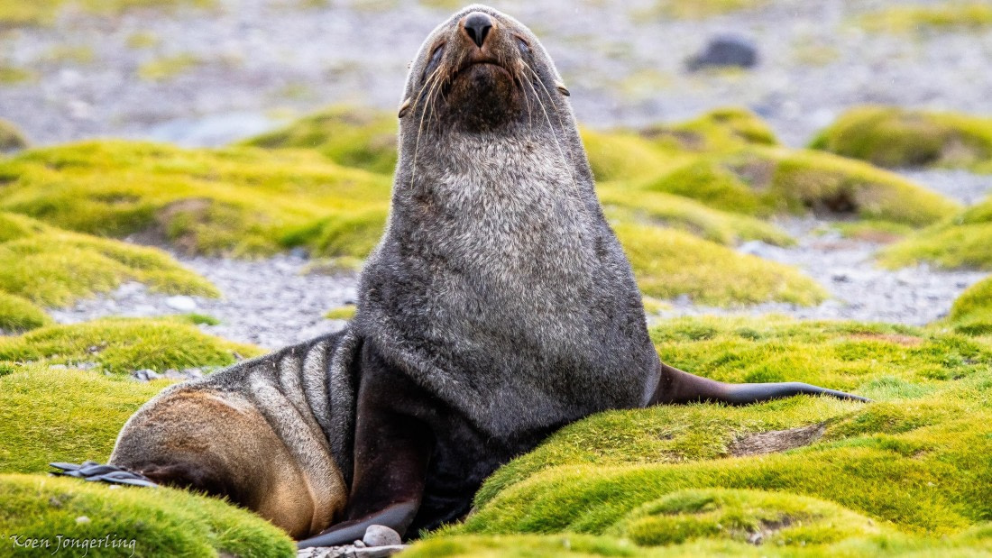 OTL28-25, Day 8, IMG_7222 © Koen Jongerling - Oceanwide Expeditions.jpg