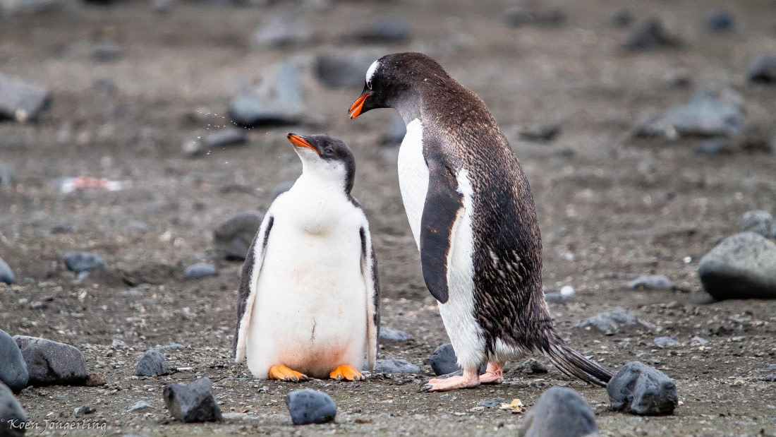 OTL28-25, Day 8, IMG_7250 © Koen Jongerling - Oceanwide Expeditions.jpg