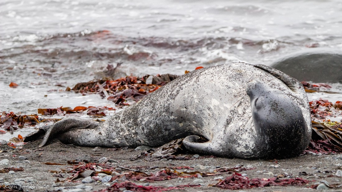 OTL28-25, Day 8, IMG_7272 © Koen Jongerling - Oceanwide Expeditions.jpg