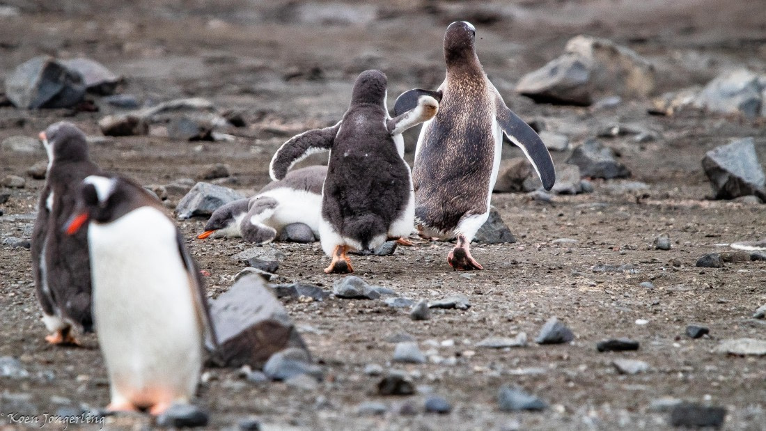 OTL28-25, Day 8, IMG_7306 © Koen Jongerling - Oceanwide Expeditions.jpg