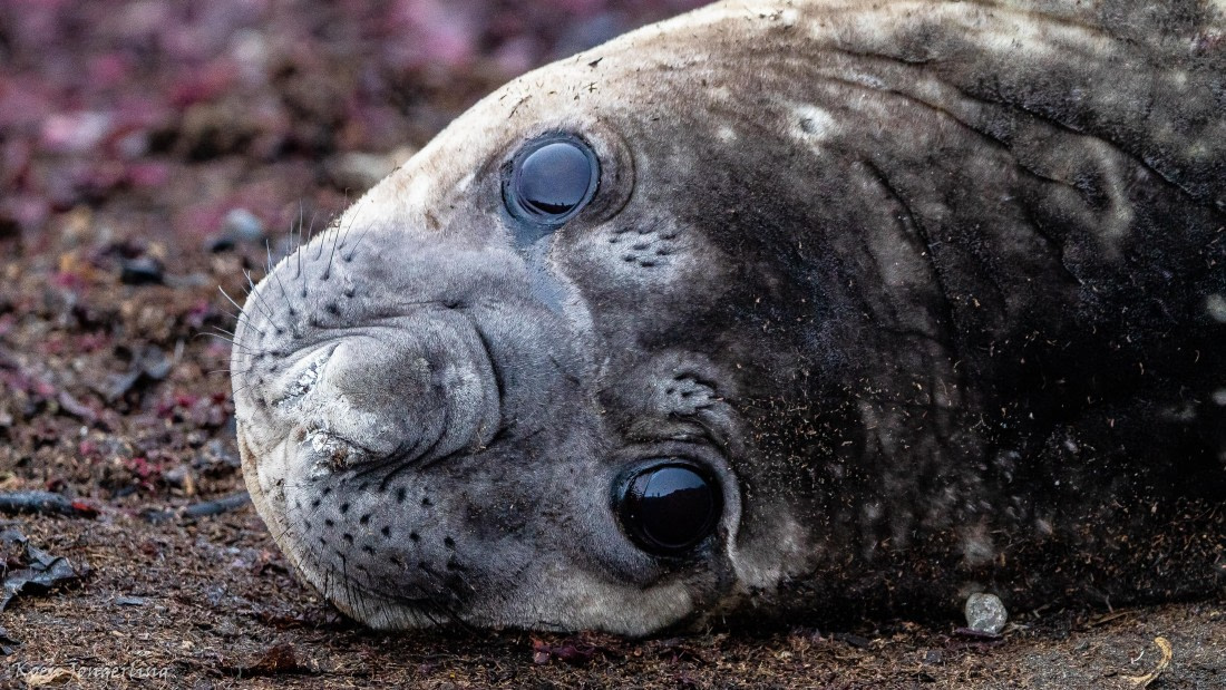 OTL28-25, Day 8, IMG_7330 © Koen Jongerling - Oceanwide Expeditions.jpg