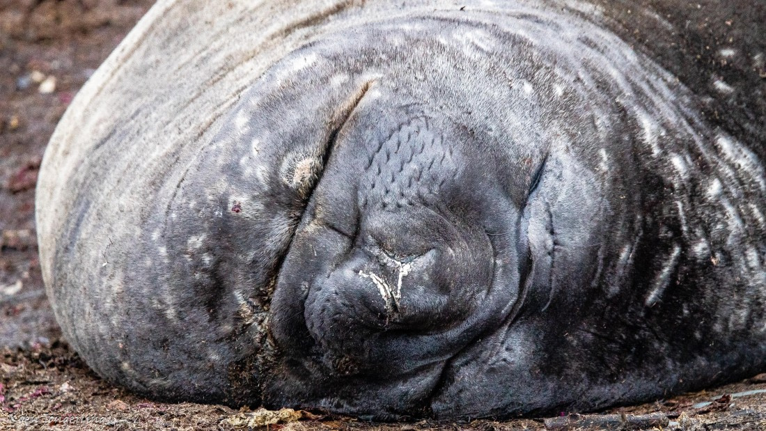 OTL28-25, Day 8, IMG_7336 © Koen Jongerling - Oceanwide Expeditions.jpg